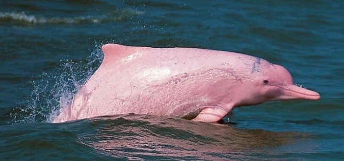  Amazon Alarm: Pink Dolphin se convierte en peligro de extinción por acción humana

 – En un click