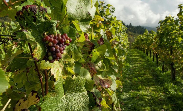  Los agricultores esperan una de las peores cosechas de lo que sucede en el siglo

 – En un click