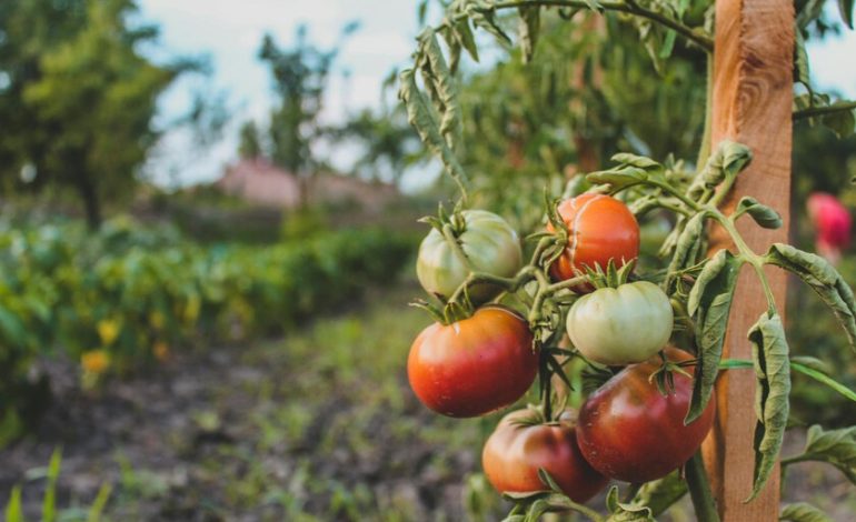 El verano ha sido tan difícil que ha tomado la mayor cantidad de ingredientes de verano en la ensalada: tomate

 – En un click