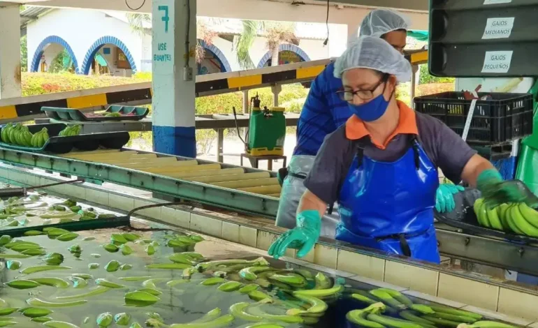  Las exportaciones de plátanos del Caribe crecieron un 18 % en 2025

 – En un click