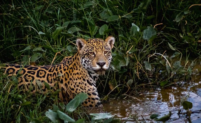  Controversia y rechazo del posible cazador de jaguar en Valle: el hombre quería matarlo; Lo que se sabe sobre el caso ocurrió en la zona de Buenaventura

 – En un click