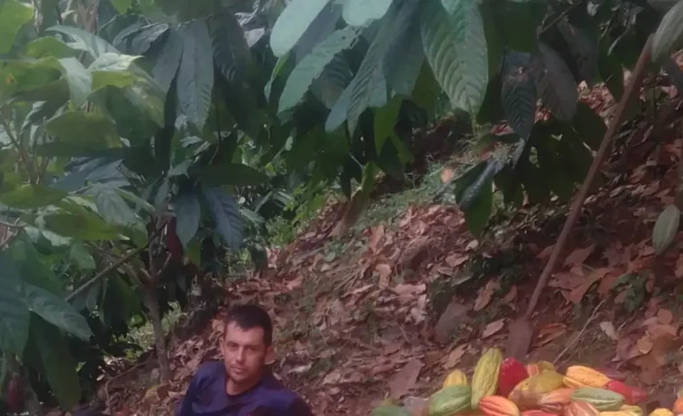  La exportación de 50 toneladas de cacao premium desde Cesar al Reino Unido impulsa la economía rural

 – En un click