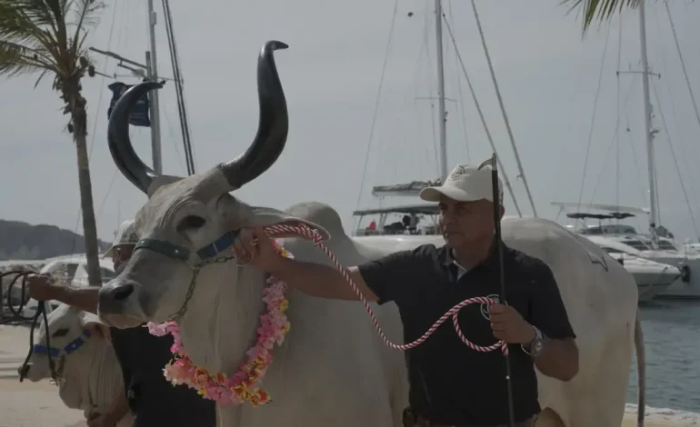  Con una subasta frente al mar, Fedegán celebrará 500 años de ganado colombiano

 – En un click