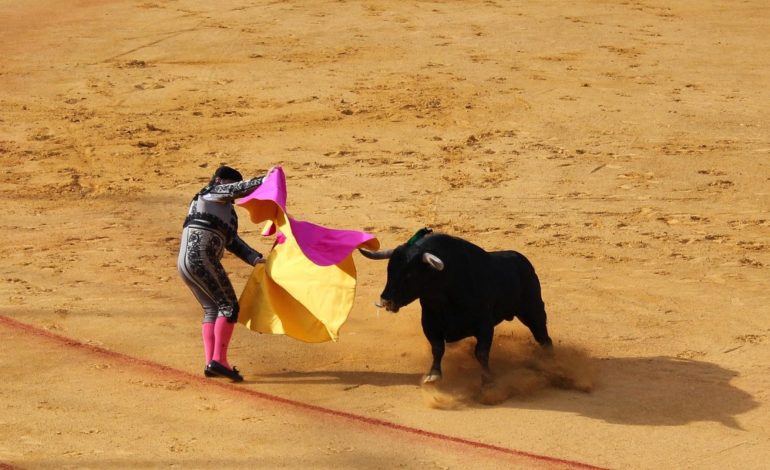  El tribunal constitucional prohíbe los toros, las escuelas y las luchas

 – En un click