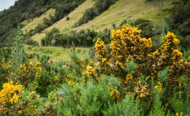  Figura entre las especies invasoras más dañinas del mundo

 – En un click
