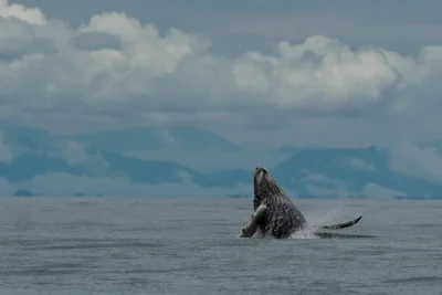  Las ballenas jorobadas y sus jóvenes regresan con su actuación al Océano Pacífico colombiano

 – En un click