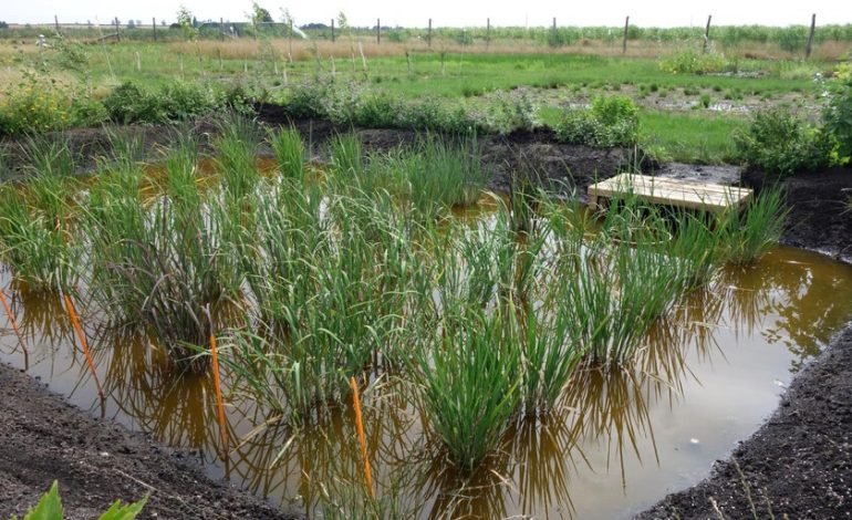 El arroz español ha salido en el país más inesperado de Europa: Inglaterra

 – En un click