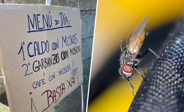 una plaga de moscas que nadie puede detener
– En un click