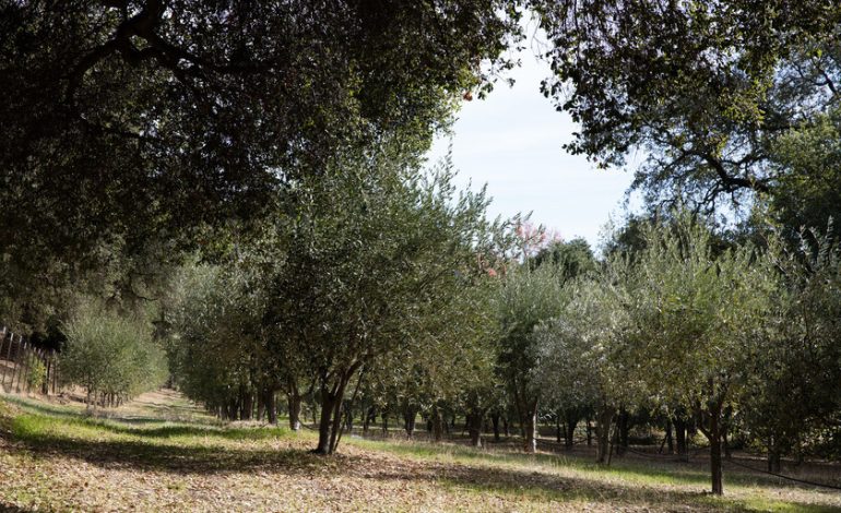 La agricultura española llega a su momento de la verdad
– En un click
