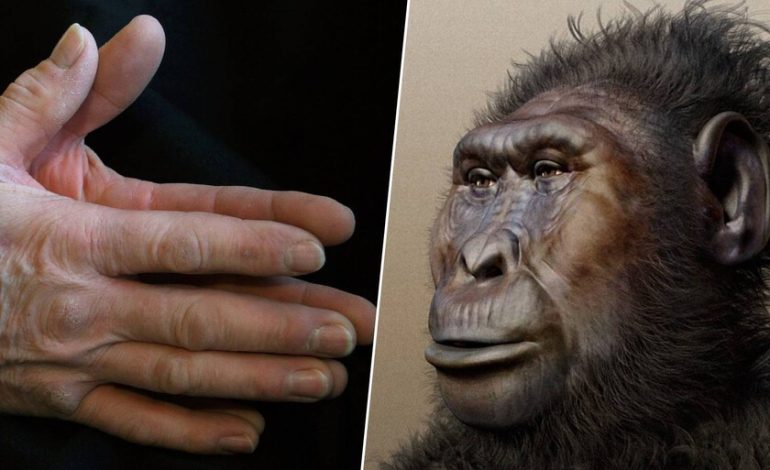 las manos de los humanos vinieron antes que los humanos
– En un click