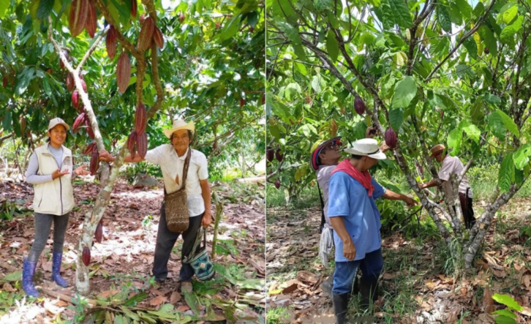 Unión de los municipios de la región de Cocoa

 – En un click
