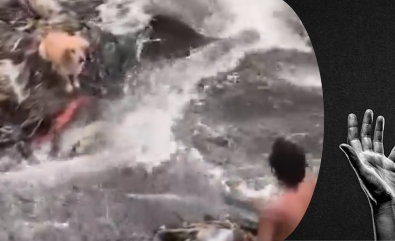 Jóvenes héroes salvan a un perro que quedó atrapado en el río Otún en Pereira
– En un click