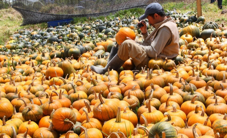 ¿De dónde vienen las calabazas colombianas de Halloween? El pequeño pueblo de Boyacá que produce ahuyamas gigantes para estas fechas
 – En un click