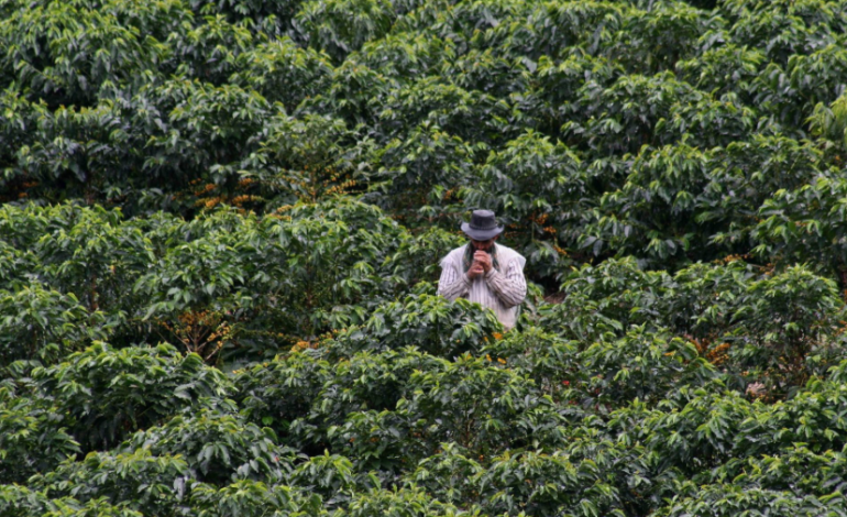 De la flor al cáñamo: Colombia lanza plan agrícola-cannabis para enfrentar sanciones comerciales –
– En un click