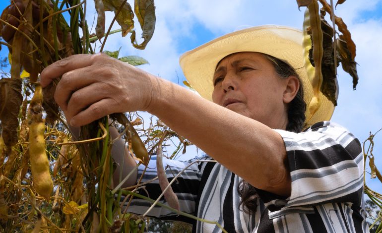 Víctimas del conflicto tendrán acceso a préstamos para proyectos agrícolas
– En un click