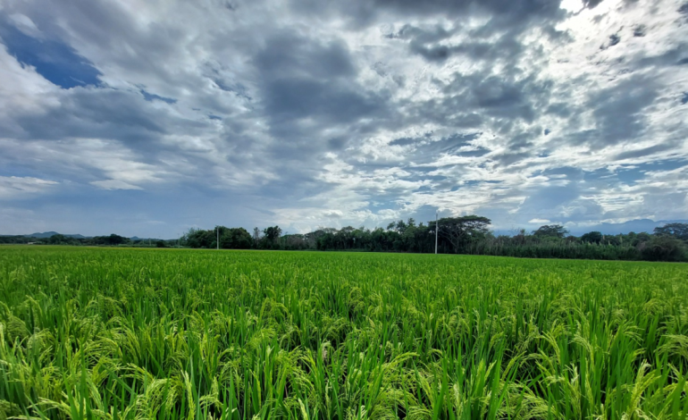 Desde el Valle, científicos desarrollaron una nueva variedad de arroz resistente a herbicidas para Colombia y países de América Latina: ¿cómo lo lograron?

 – En un click