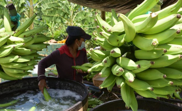 Gremio bananero del Magdalena y La Guajira pide cautela en la crisis con Estados Unidos y advierte riesgo para el empleo rural en el Caribe

 – En un click