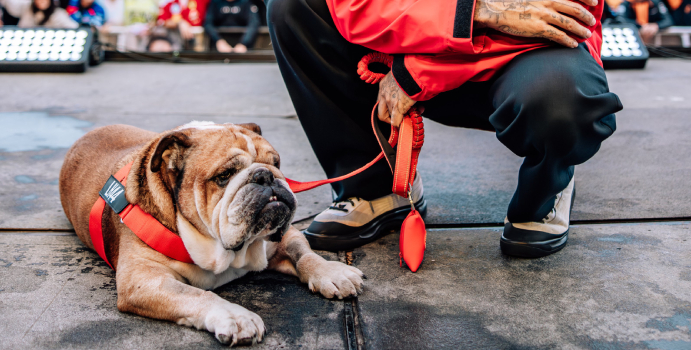 Hamilton aprecia la respuesta a tu perro Roscoe

 – En un click