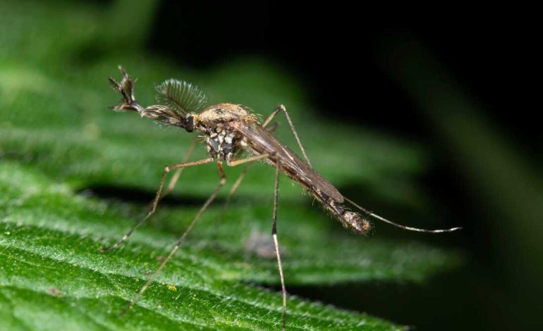 Primera aparición de mosquitos en Islandia –
– En un click