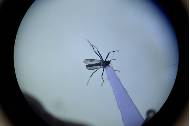 Los mosquitos llegaron a Islandia, el único país donde no se habían visto antes –
– En un click