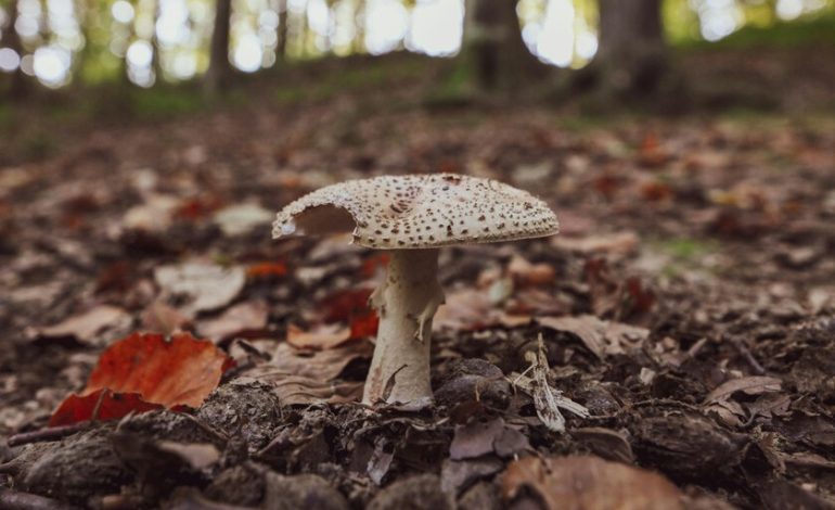 Hay un grupo de Facebook disponible las 24 horas al que asisten incluso los médicos. Tu misión: identificar hongos venenosos

 – En un click