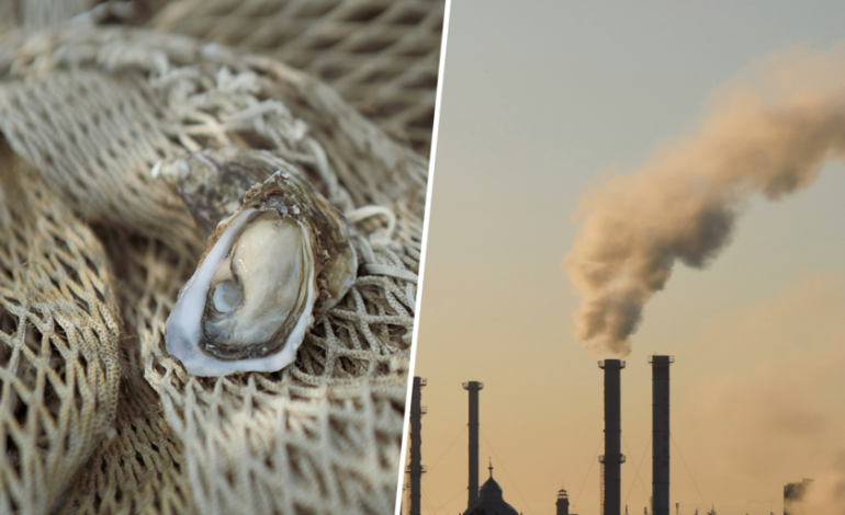 Hay muchas maneras de revertir el calentamiento global, pero ninguna tan sabrosa como cultivar ostras a gran escala.

 – En un click