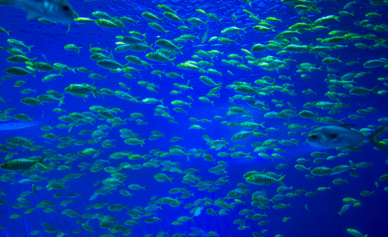  Los residuos mineros están cambiando la vida en las profundidades del Pacífico

 – En un click