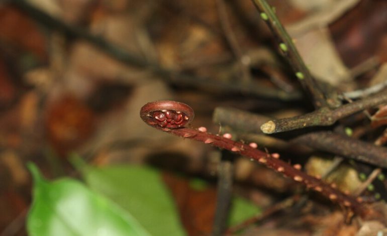 dentro de un ser vivo

 – En un click