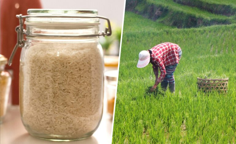  arroz de Myanmar y Camboya

 – En un click