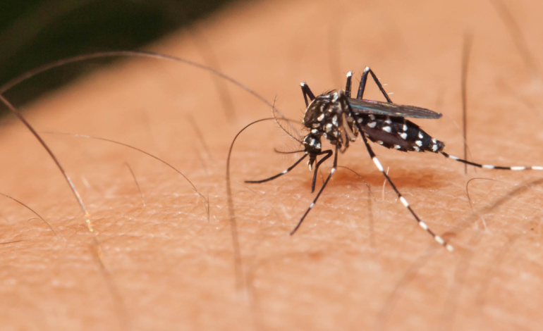 Informan que en el primer hospital la regresaron para atención domiciliaria y falleció

 – En un click