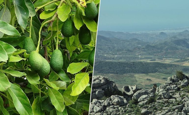  Pozos, sequía y el lado oculto del aguacate

 – En un click