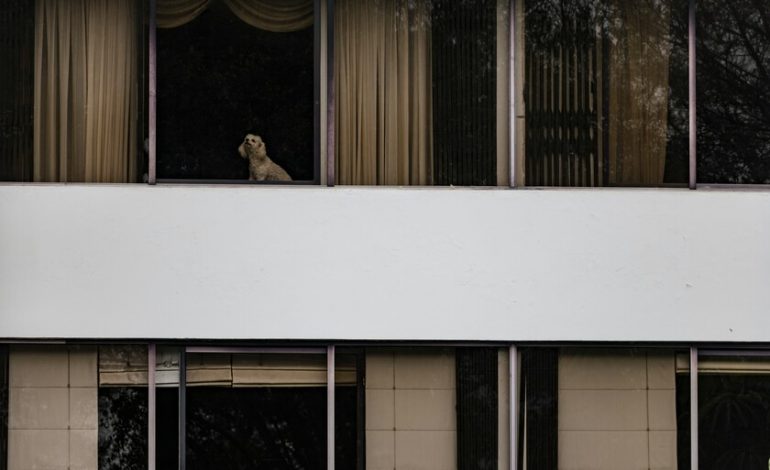  España se está llenando de edificios con mascotas. La Ley de Propiedad Horizontal aclara qué hacer cuando causan molestias

 – En un click