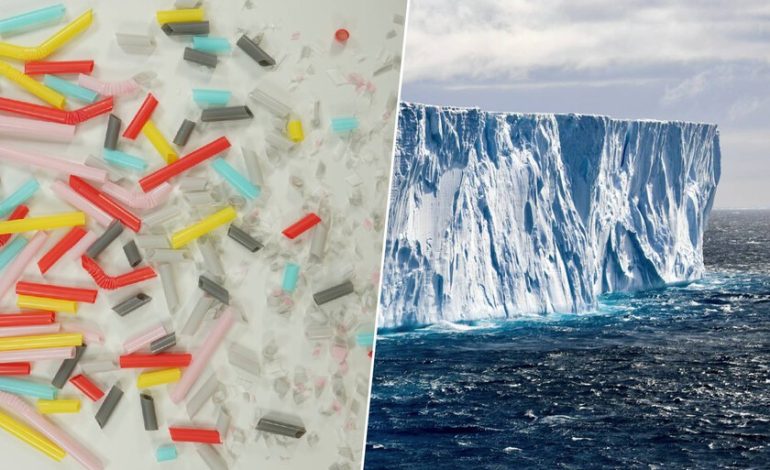  El único insecto de la Antártida ha empezado a comer algo que no debería.

 – En un click