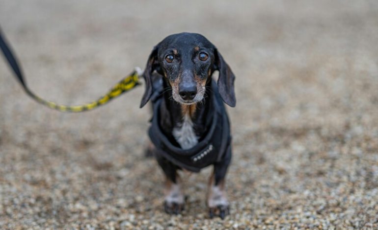  Un perro se perdió en 2021 en Estados Unidos. Cinco años después ha aparecido a 3.700 kilómetros de su casa

 – En un click
