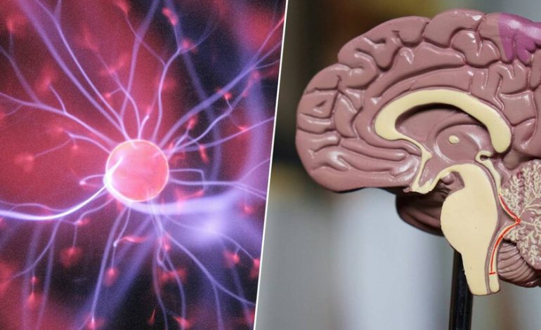  La neurociencia explica por qué el cerebro tarda mucho más en madurar de lo que pensábamos

 – En un click