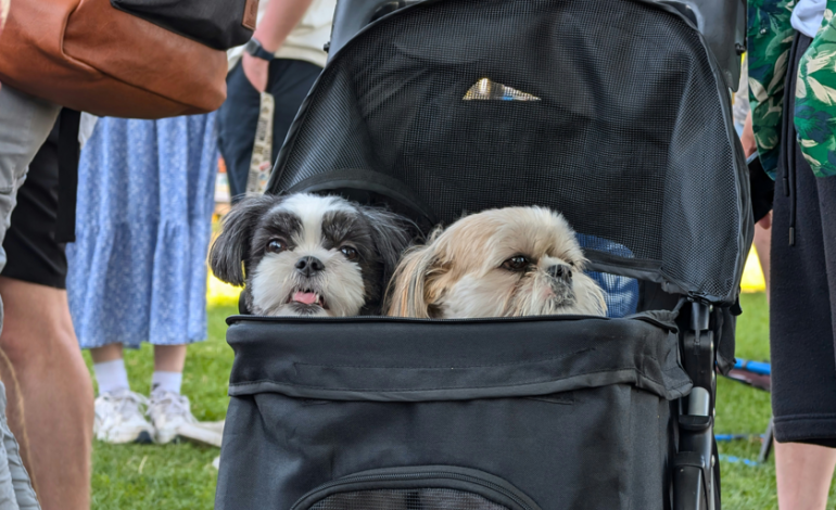  Creíamos que las mascotas estaban reemplazando a los niños. Un estudio sugiere todo lo contrario

 – En un click