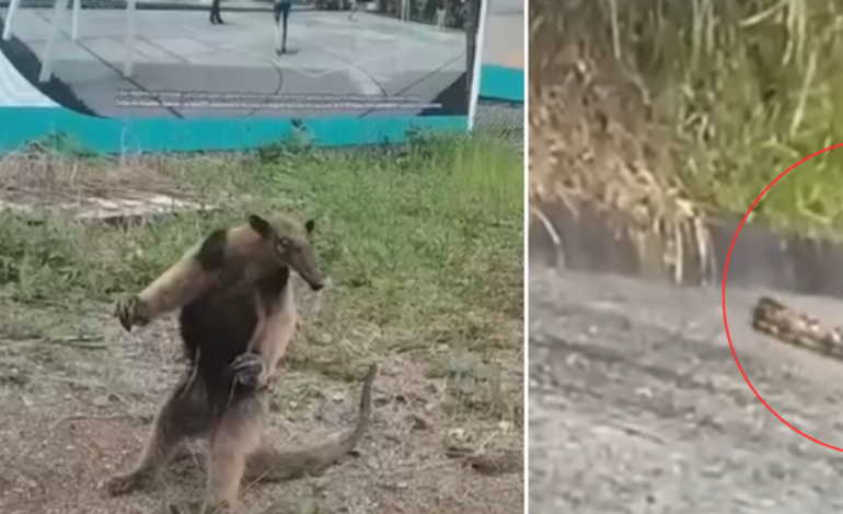  Habitantes del sector registran una serpiente y un oso hormiguero

 – En un click