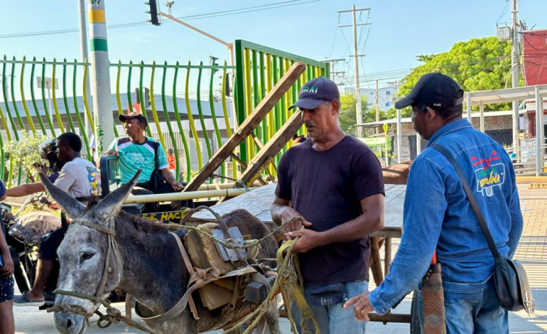 Cartagena entra en la historia al erradicar la tracción animal de las calles

 – En un click