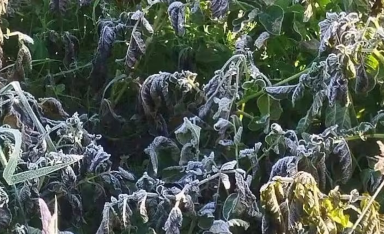  Más de 800 familias campesinas se vieron afectadas por la destrucción de papa, fresa y otros cultivos de la canasta familiar.

 – En un click