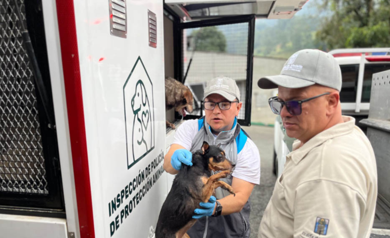  Así fue el infierno en el que sobrevivieron 46 perros y gatos en una casa del suroeste de Medellín

 – En un click