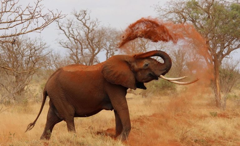  Un tren de alta velocidad mata a siete elefantes en la India

 – En un click