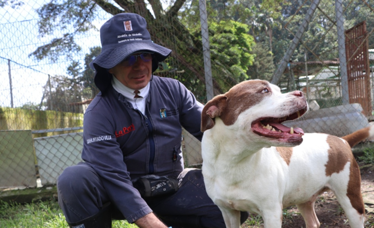  Gracias al trabajo entre la ciudadanía y la Alcaldía de Medellín, 2.548 animales recibieron atención

 – En un click