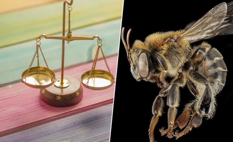  Perú tiene mucho en juego en la protección de una abeja clave para la Amazonía. Entonces has comenzado a reconocer derechos legales.

 – En un click