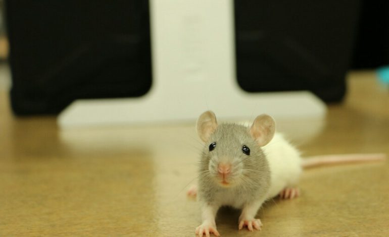 El problema de la experimentación con animales no es la falta de ética, es que la ciencia aún no tiene un plan B

 – En un click