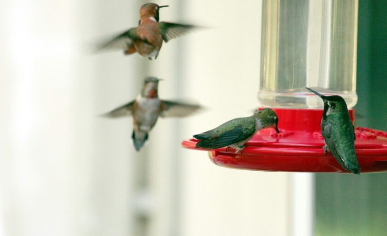 Un simple artilugio está haciendo evolucionar en vivo y en directo una especie: los colibríes

 – En un click