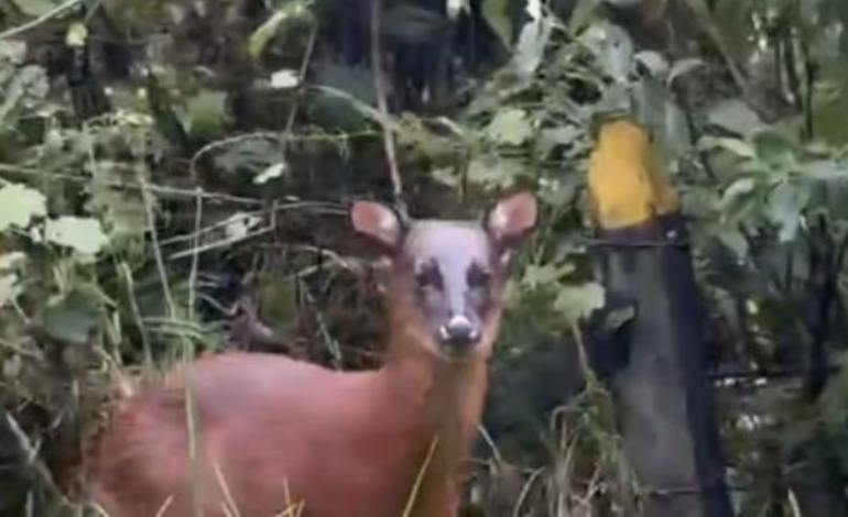  Imágenes captaron a un venado andino en plena carretera del Tolima; El animal está al borde de la extinción mientras los activistas animales piden atención

 – En un click