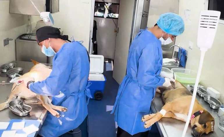  el Valle está comprometido con la protección animal con leyes, ciencia, educación y sostenibilidad económica

 – En un click