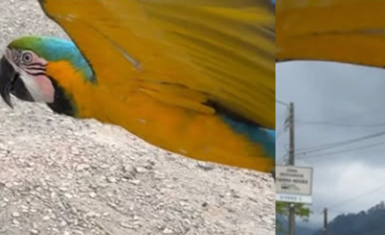  perdió varias de sus plumas

 – En un click