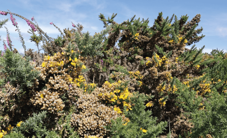  CAR Cundinamarca presenta estrategia para combatir la especie invasora de retama

 – En un click