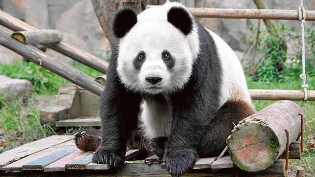  El panda gigante ya no está en peligro de extinción, pero sigue siendo vulnerable – 

 – En un click